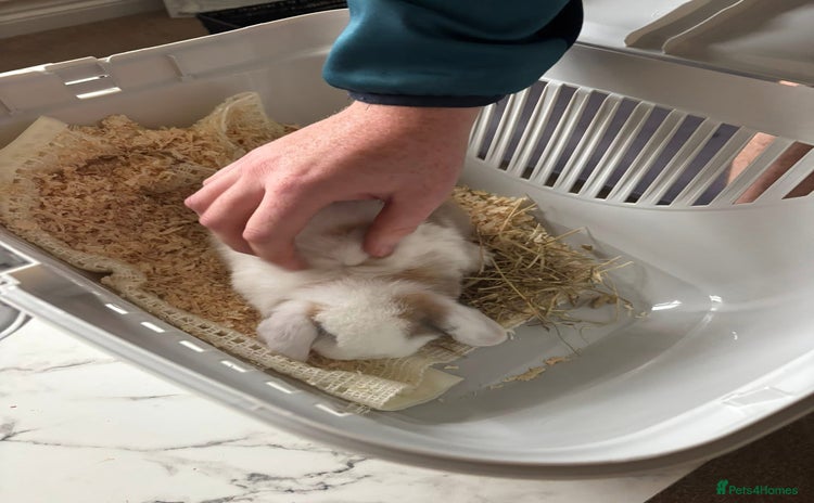Mini Lop rabbits - Advert 6