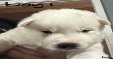 Siberian Husky dogs - Advert 12