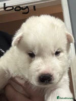 Siberian Husky dogs - Advert 15