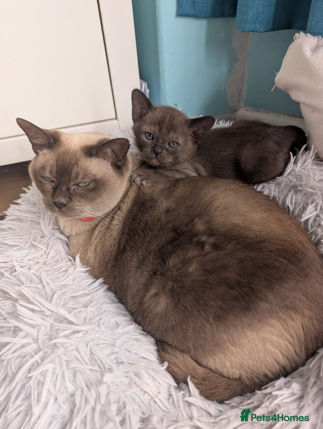 Burmese cats for sale: 5 bouncing beautiful Burmese boys - Image 11