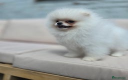Pomeranian dogs for sale: Pure white Korean Pomeranian in Nottingham - Image 6