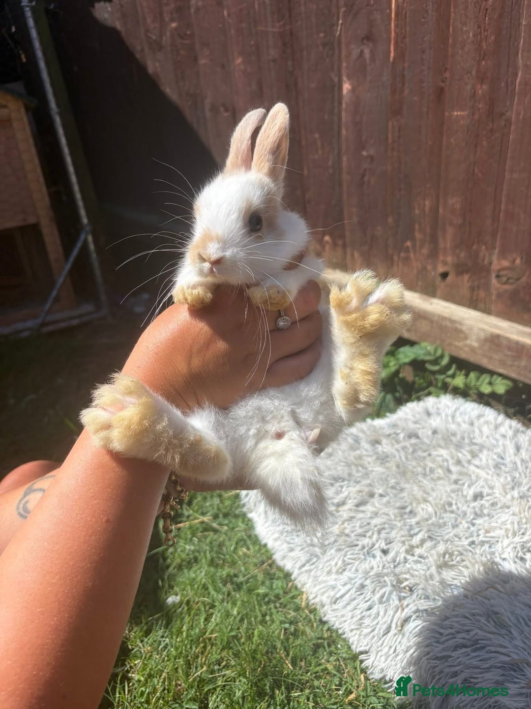 Lionhead rabbits for sale: lionhead bunies - Image 2