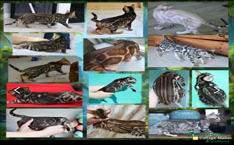 Bengal cats in Nelson - Advert 10