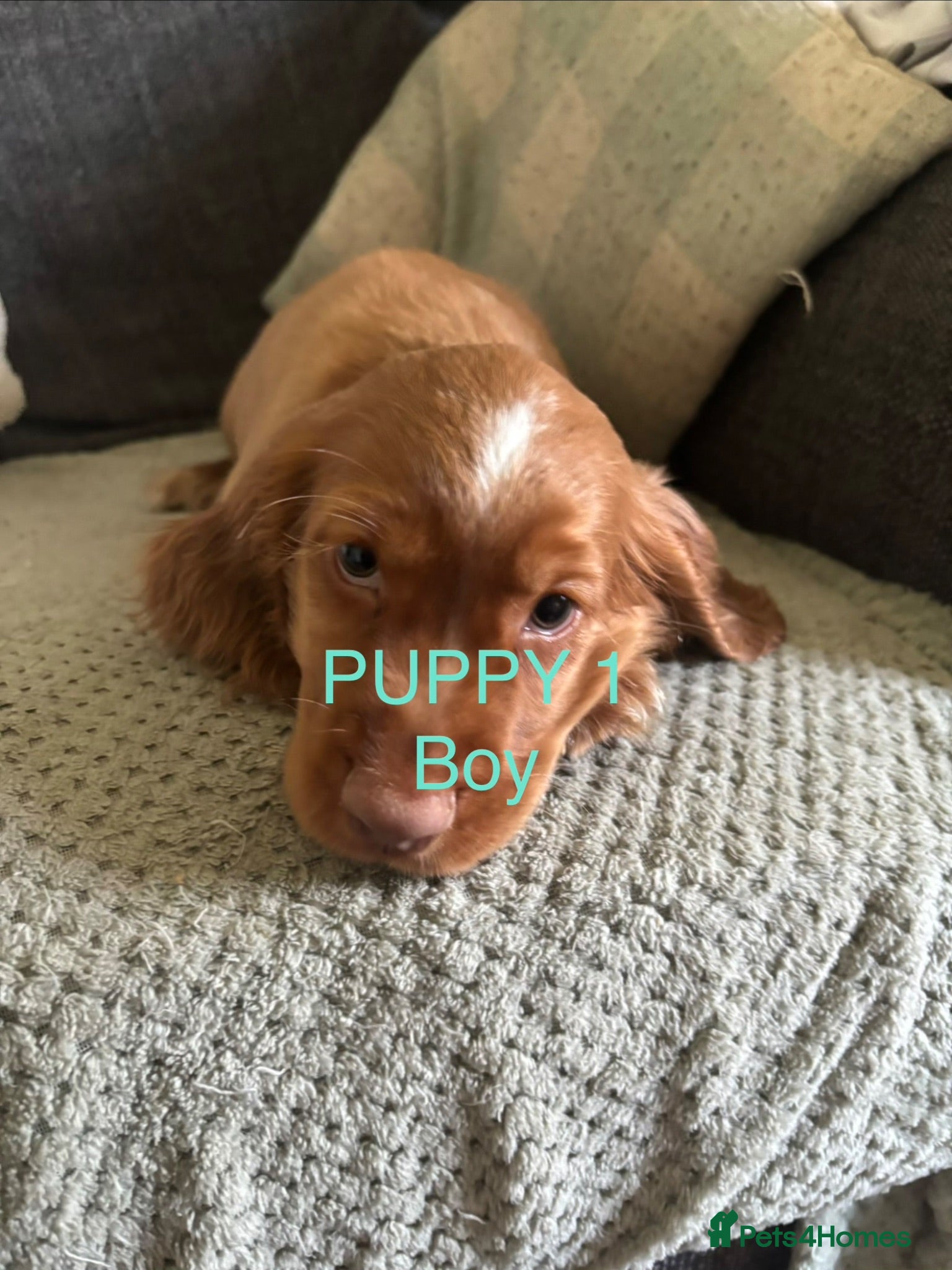 Sprocker dogs 2 Gorgeous Sprocker puppies ready now  - Advert 18
