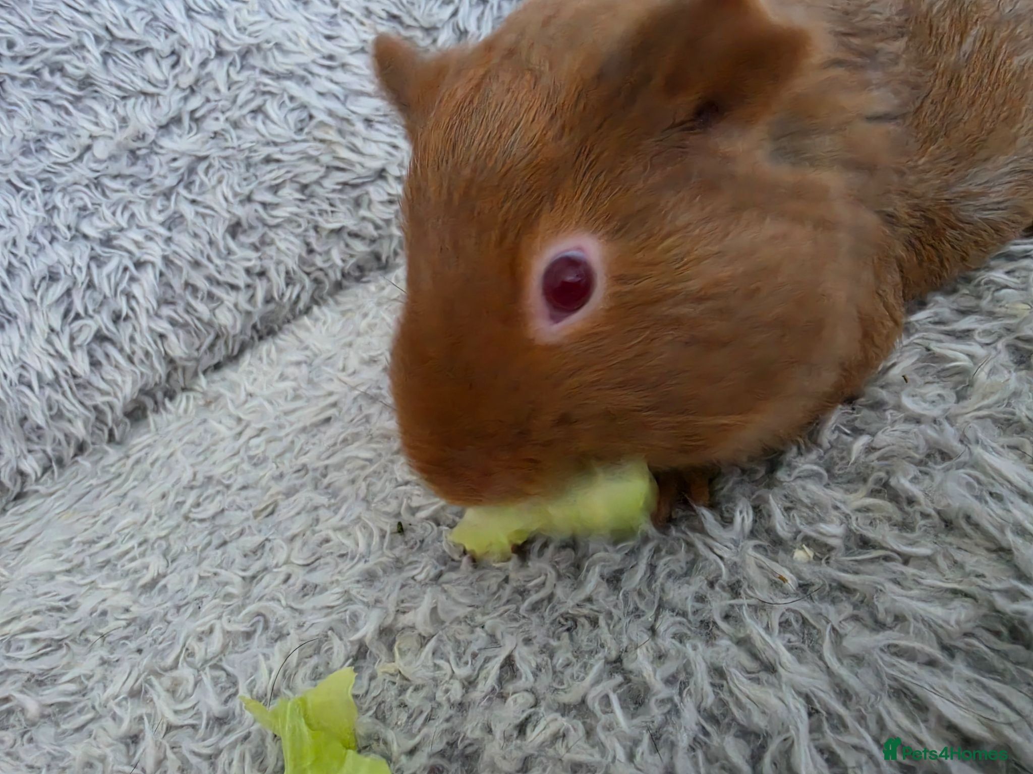 Guinea Pig rodents 2 boys bonded  - Advert 1
