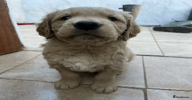 Golden Retriever dogs Working Golden Retrievers - 3 Males left  - Advert 11