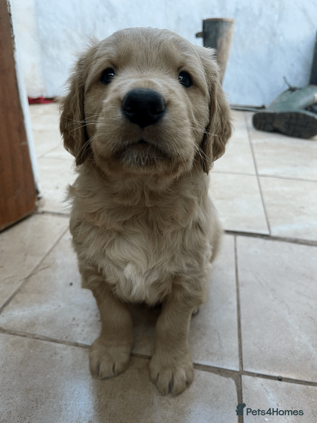 Golden Retriever dogs for sale: Working Golden Retrievers - 3 Males left  - Advert 3