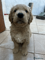 Golden Retriever dogs Working Golden Retrievers - 3 Males left - Advert 5