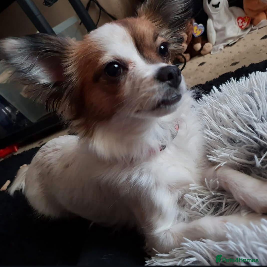 Mixed Breed dogs for sale: 10 year old chihuahua  - Advert 13