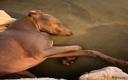 Italian Greyhound dogs for sale: Our Beautiful Iggy Looking for His Perfect Home 🤍 - Image 2