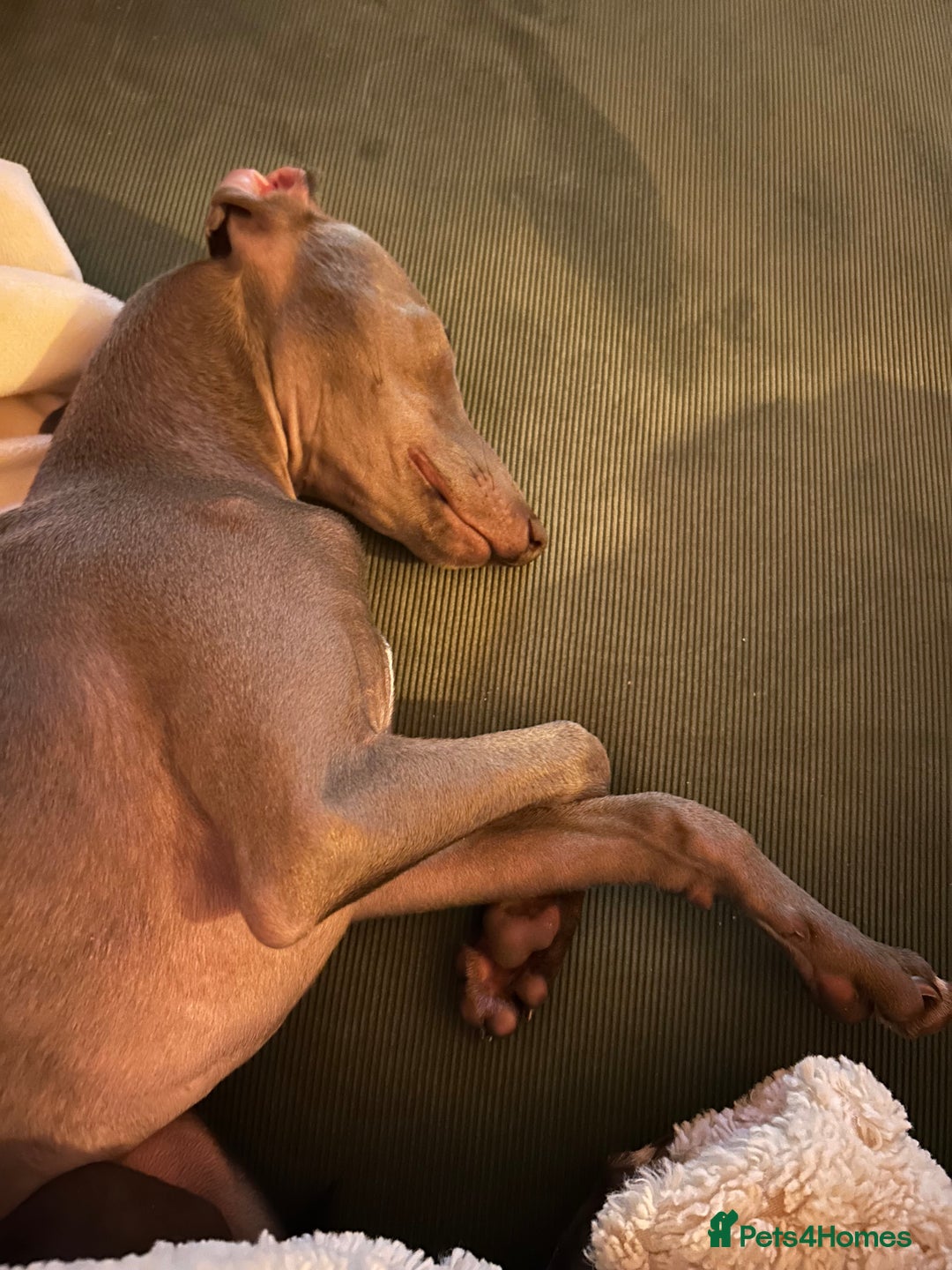 Italian Greyhound dogs for sale: Our Beautiful Iggy Looking for His Perfect Home 🤍 - Image 2