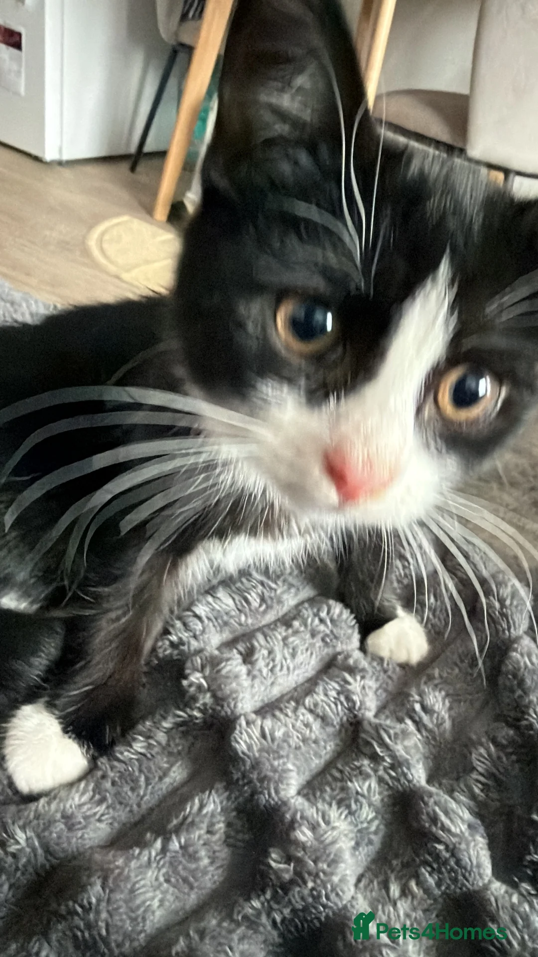 Mixed Breed cats for sale: Beanie  - Advert 1