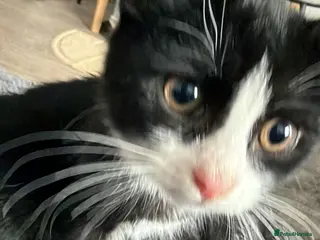 Mixed Breed cats Beanie - Advert 2