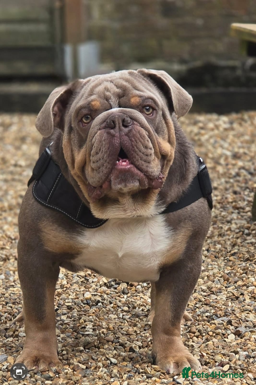 English Bulldog dogs Zeus English Bulldog - Advert 1