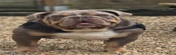 English Bulldog dogs for sale: Zeus English Bulldog - Advert 1