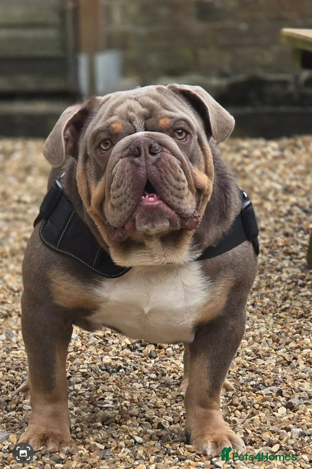 English Bulldog dogs for sale: Zeus English Bulldog - Advert 1
