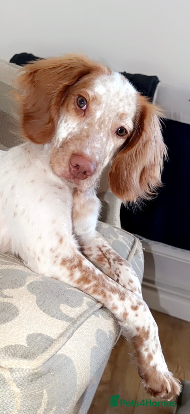 Cocker Spaniel dogs Price  - Advert 1