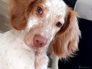 Cocker Spaniel dogs Price - Advert 1