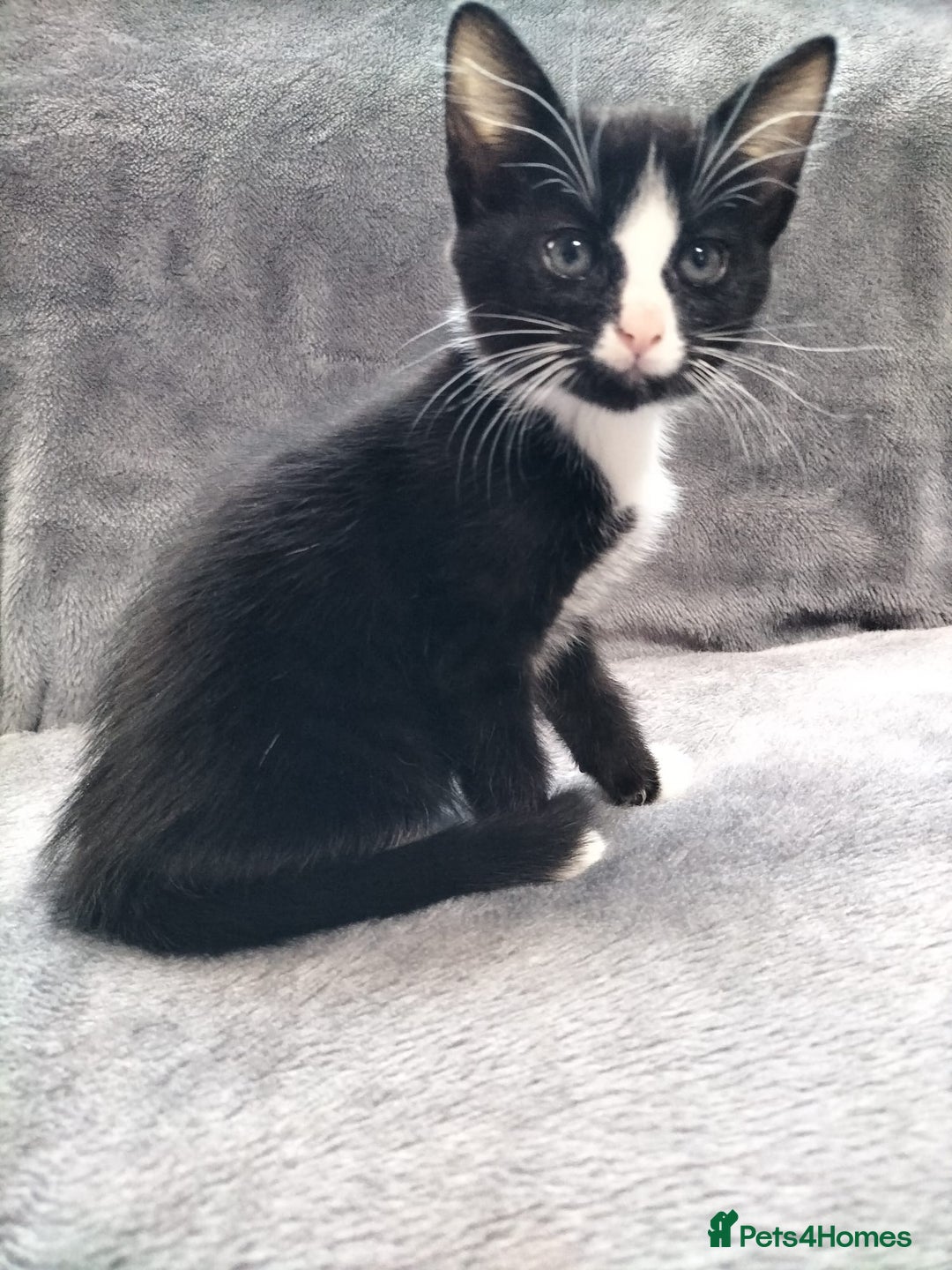 Mixed Breed cats for sale: 3 beautiful tux and black kittens for sale  - Image 4