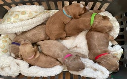 Cockapoo dogs for sale: One female cockapoo left from litter of 6 - Image 9