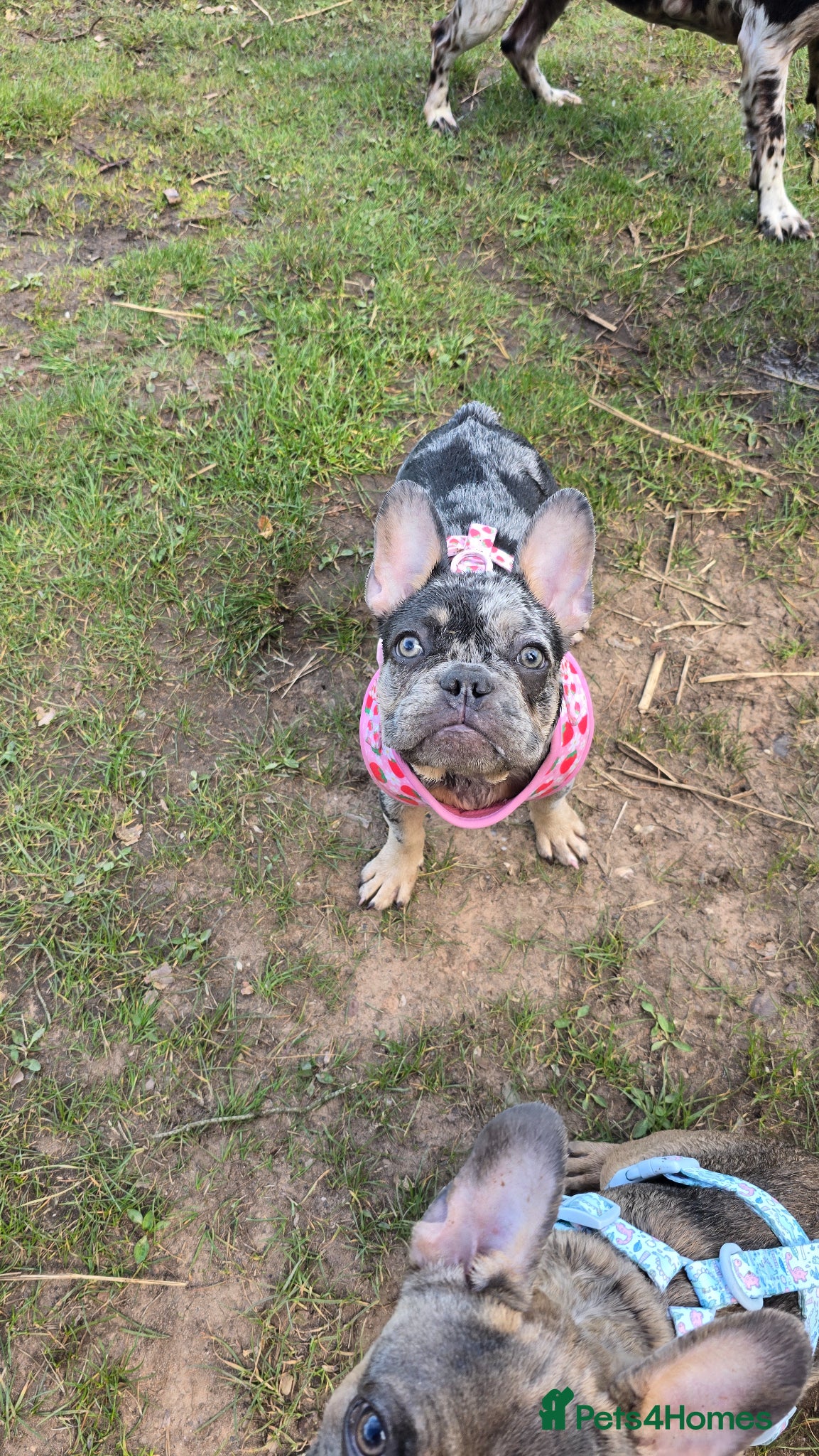 French Bulldog dogs for sale: 7 month old french bulldog girls 🩷 - Advert 12