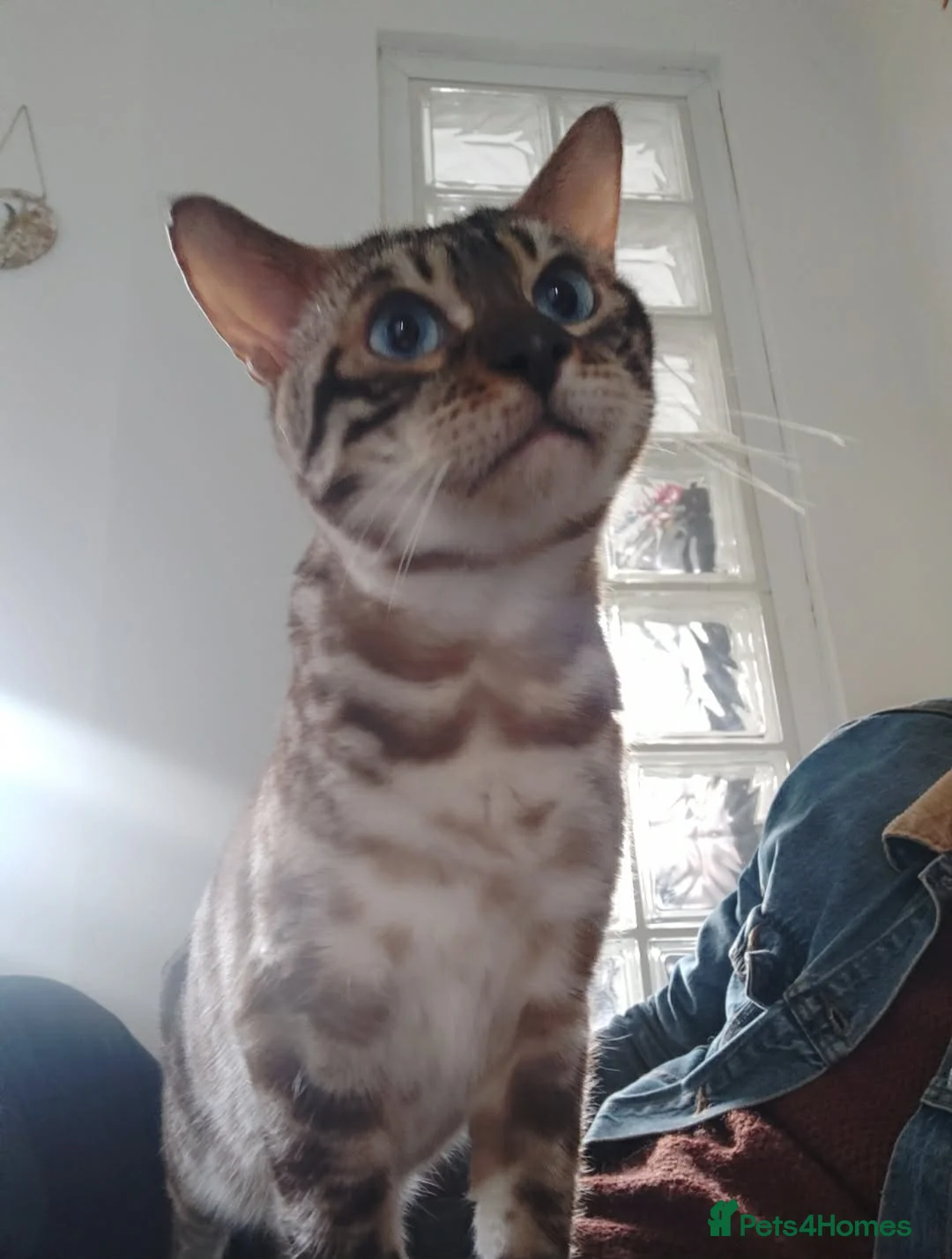 Bengal cats for sale: Beautiful Bengal boy, very sad rehome in Hull - Advert 13