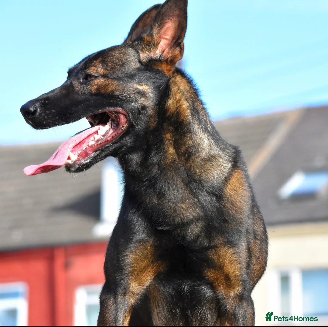Belgian Shepherd Dog dogs for sale: Exclusive bloodlines  - Advert 30