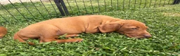 Hungarian Vizsla dogs for sale: 9 KC registered Hungarian Vizla puppies - Advert 4