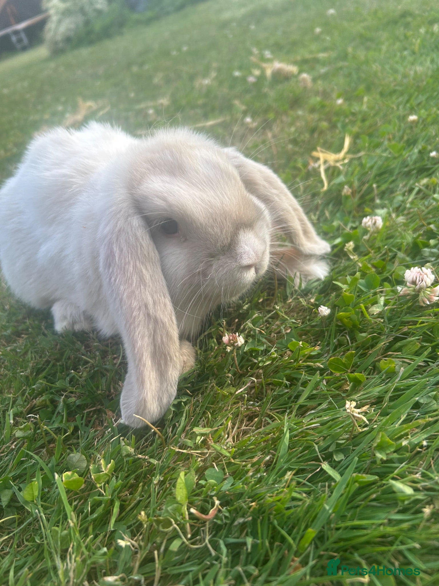 Mini Lop rabbits 3 beautiful mini lops  - Advert 17