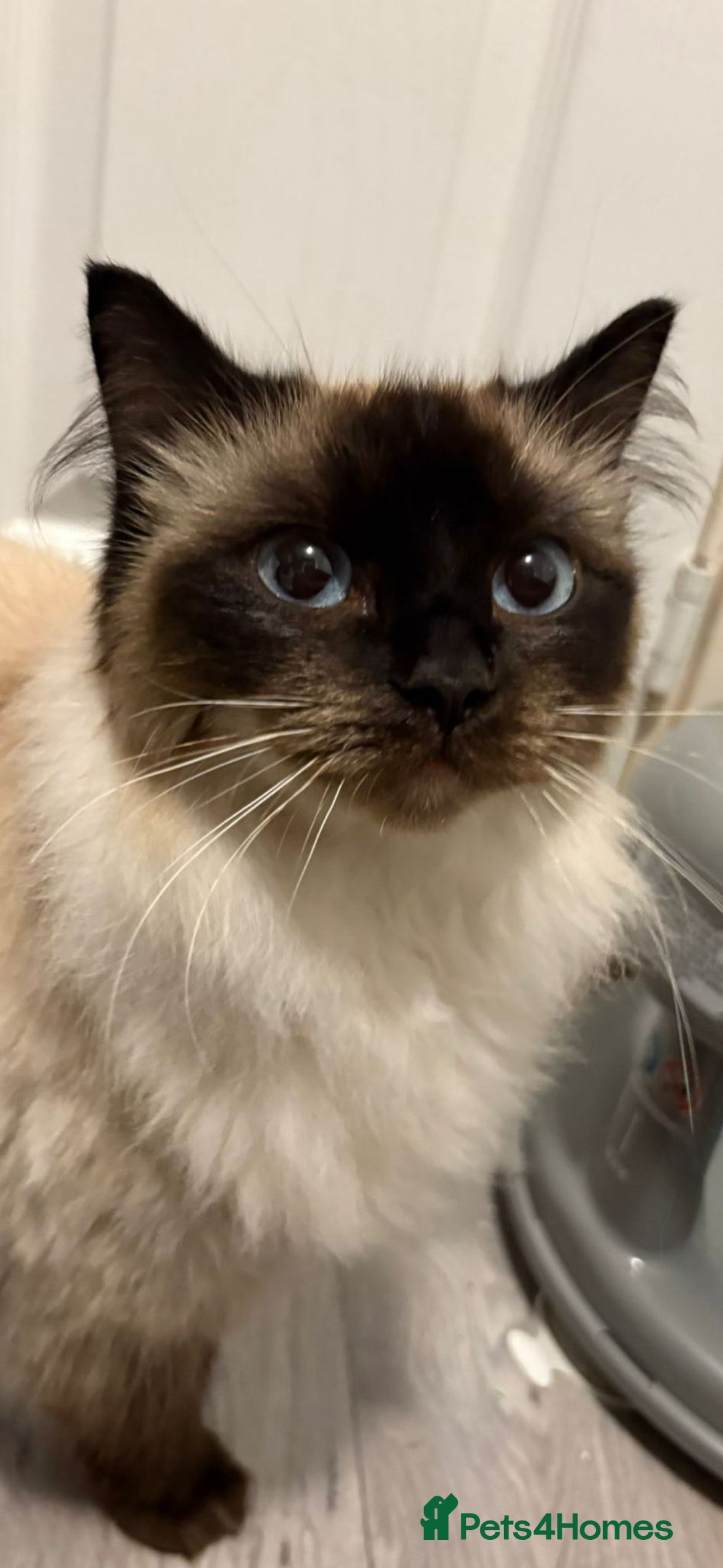 Ragdoll cats for sale: 2 female ragdolls  - Advert 3