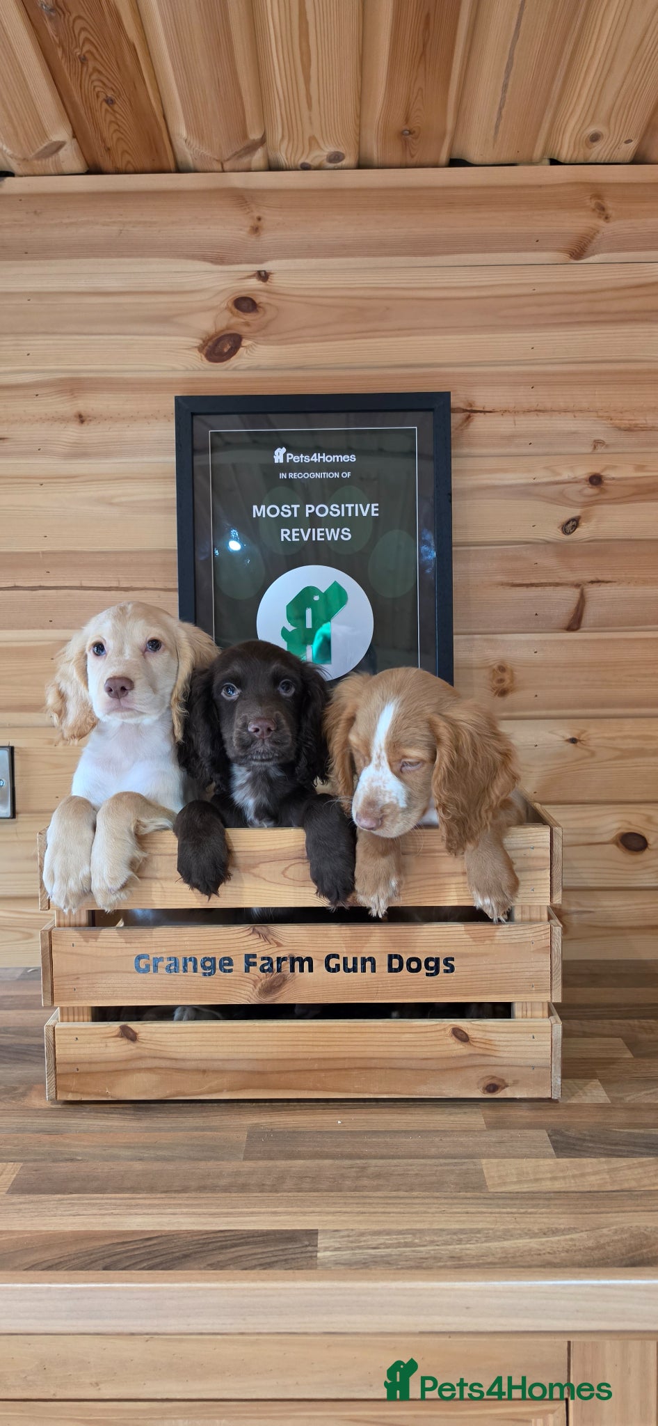 Cocker Spaniel dogs 3 WORKING TYPE KC COCKER SPANIELS READY TO LEAVE  - Advert 2