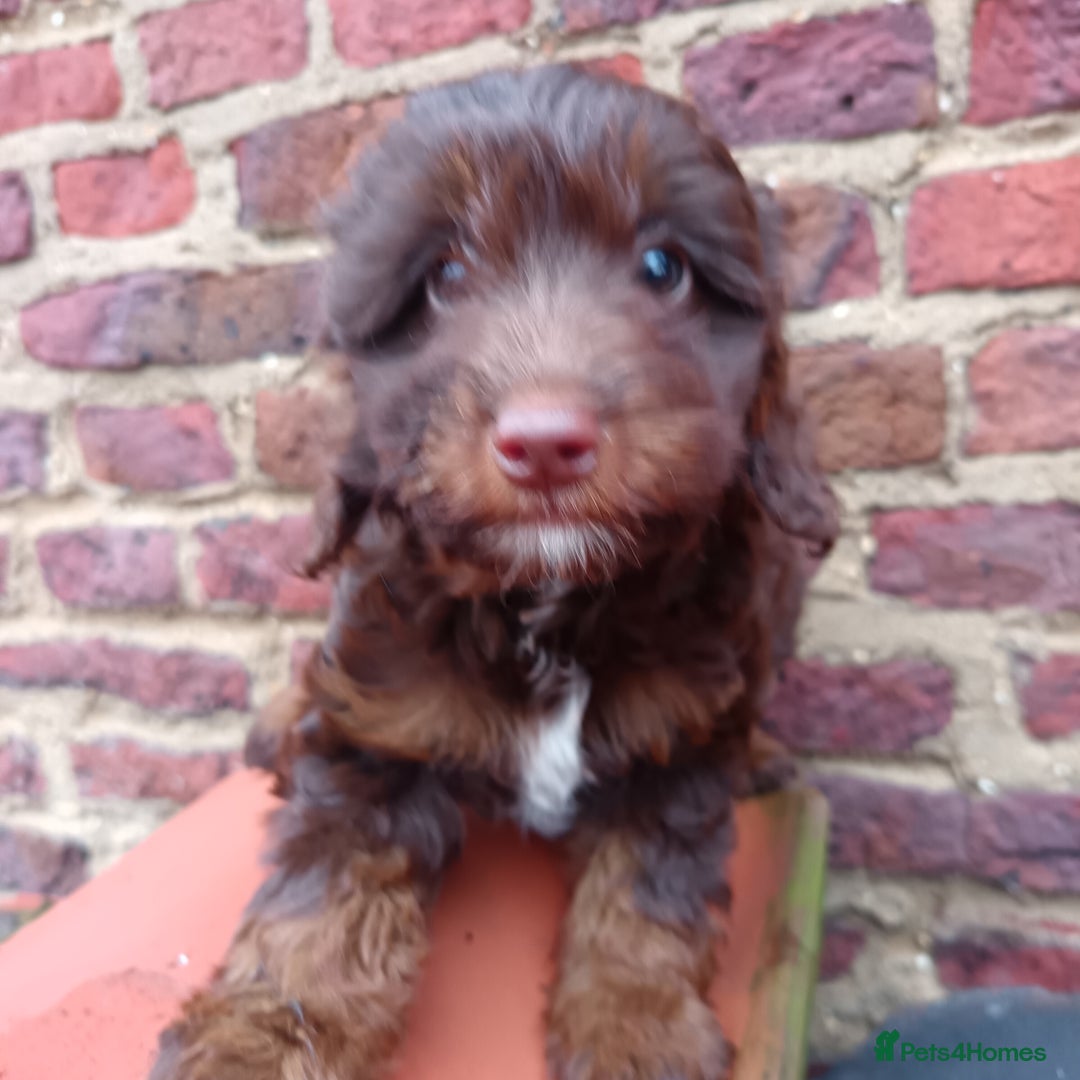 Labradoodle dogs for sale: Mini Labradoodles🐾🌟ready 3/1/26 full vaccine🌟🐾 - Advert 4