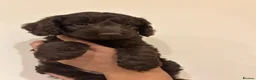 Cockapoo dogs for sale: F1 cockapoo puppies ready now boys and girls  - Advert 8
