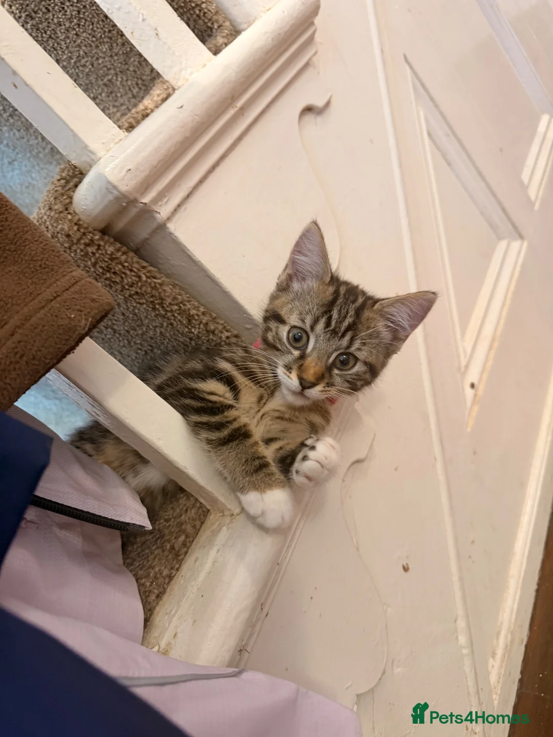 Mixed Breed cats for sale: Gorgeous Tabby Girl  in Liverpool - Advert 2