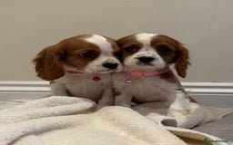 Cavalier King Charles Spaniel dogs for sale: Extensively health tested parent cavalier puppy’s  - Image 35