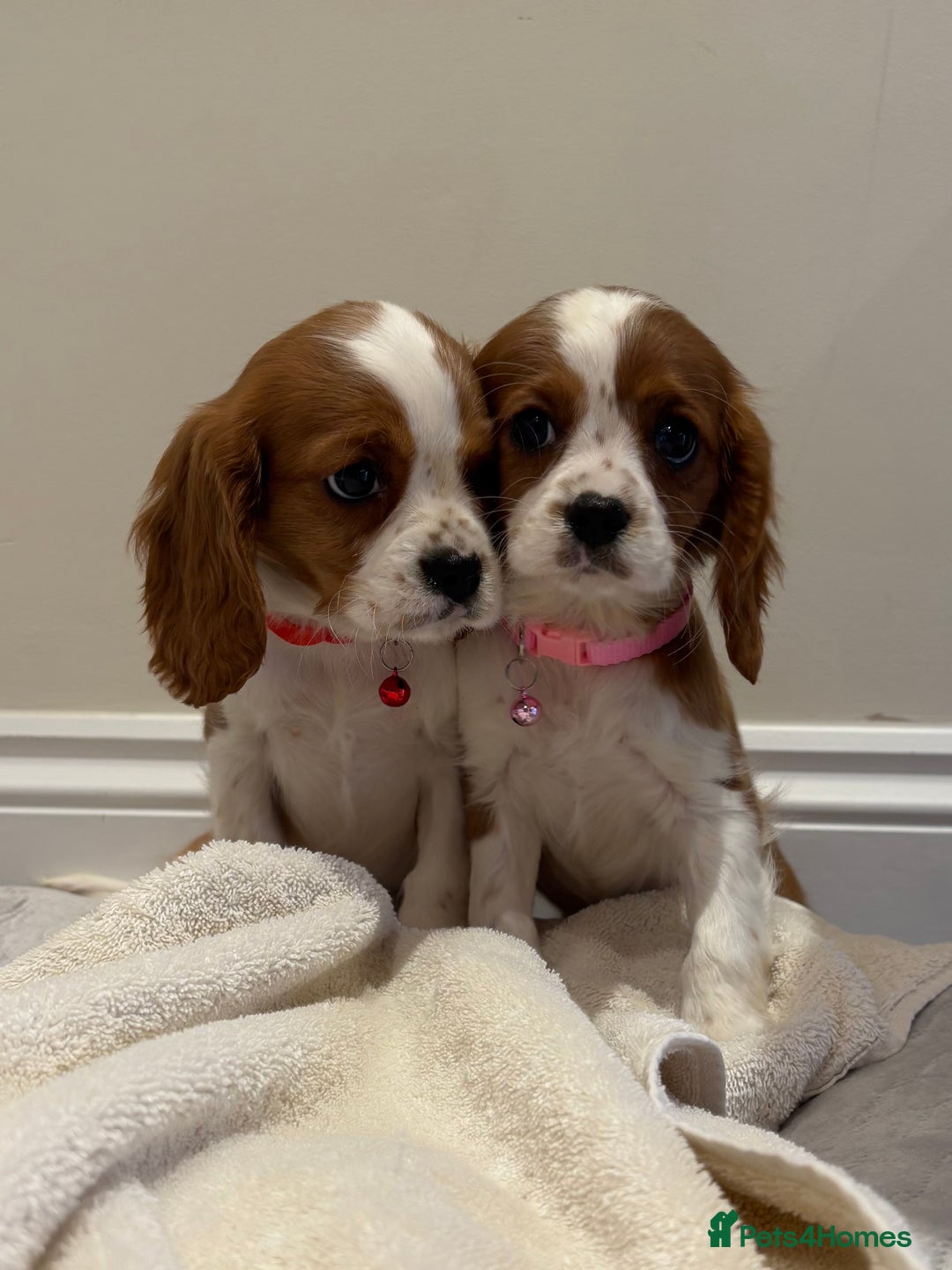 Cavalier King Charles Spaniel dogs for sale: Extensively health tested parent cavalier puppy’s  - Image 35