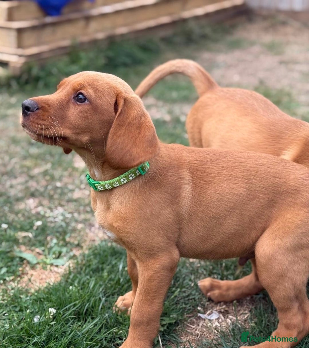 Labrador Retriever dogs for sale: KC REG RED FOX LABRADORS - ONLY 1 MALE LEFT  in Brockenhurst - Image 10