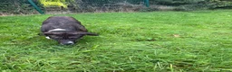 Presa Canario dogs for sale: Presa canario - Advert 3
