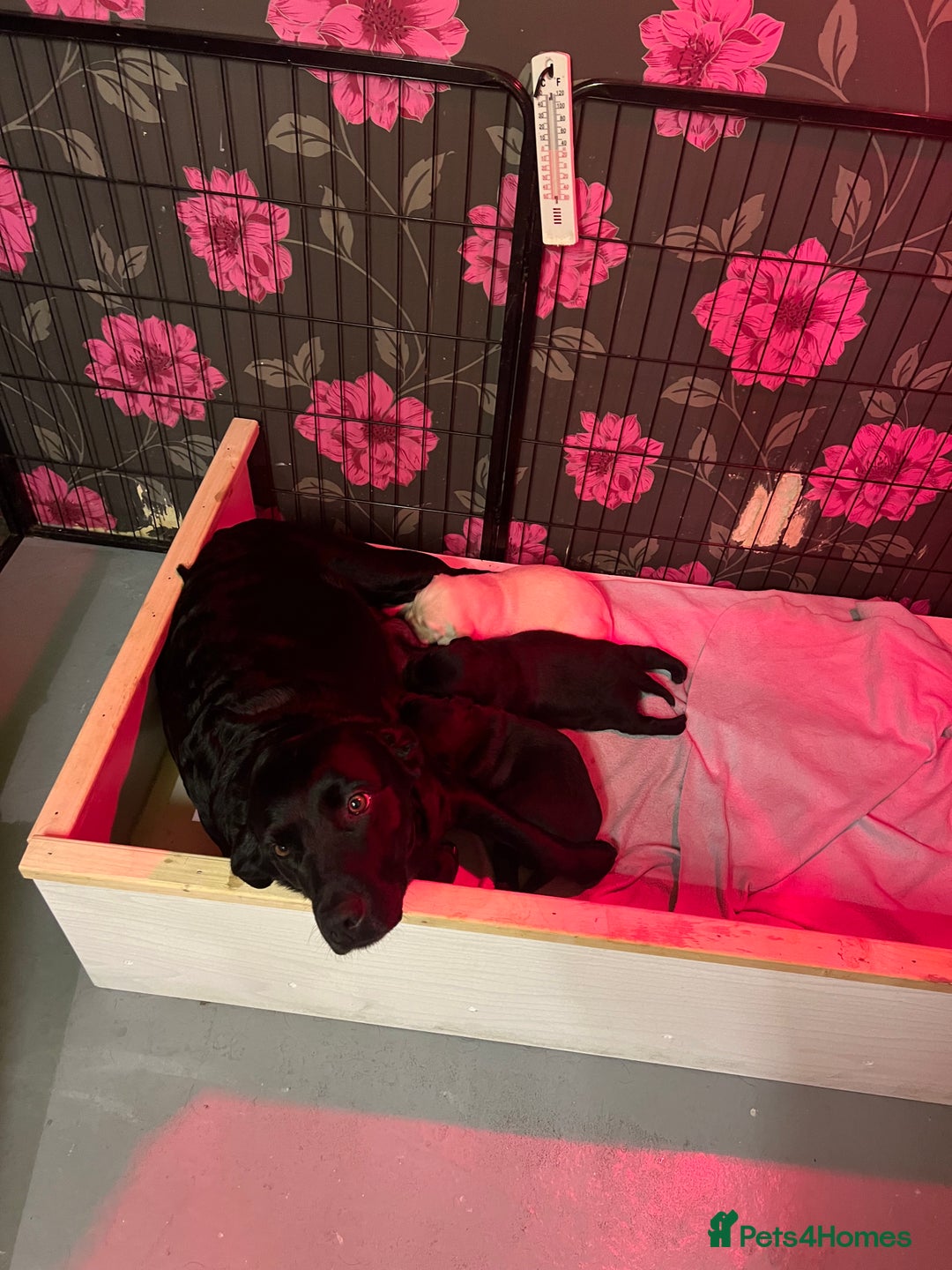 Labrador Retriever dogs for sale: KC Registered Royal Bloodline Puppies - Advert 17