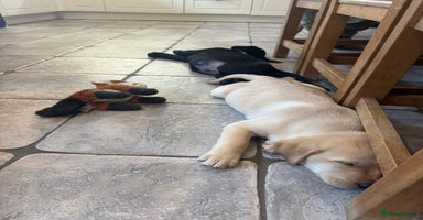 Labrador Retriever dogs - Advert 7