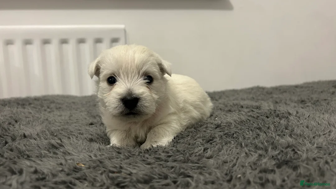 West Highland Terrier dogs for sale: Westies show quality pups ready 6.3.26 - Advert 9