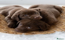 Labrador Retriever dogs for sale: Chocolate Labrador puppies  - Advert 3