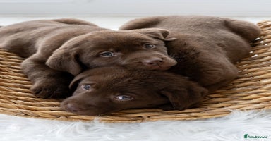 Labrador Retriever dogs - Advert 5