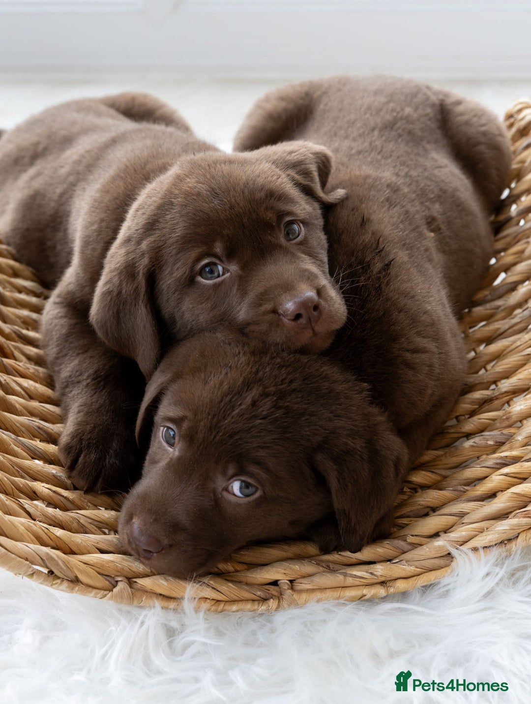 Labrador Retriever dogs for sale: Chocolate Labrador puppies  - Advert 3