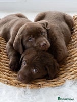 Labrador Retriever dogs - Advert 4