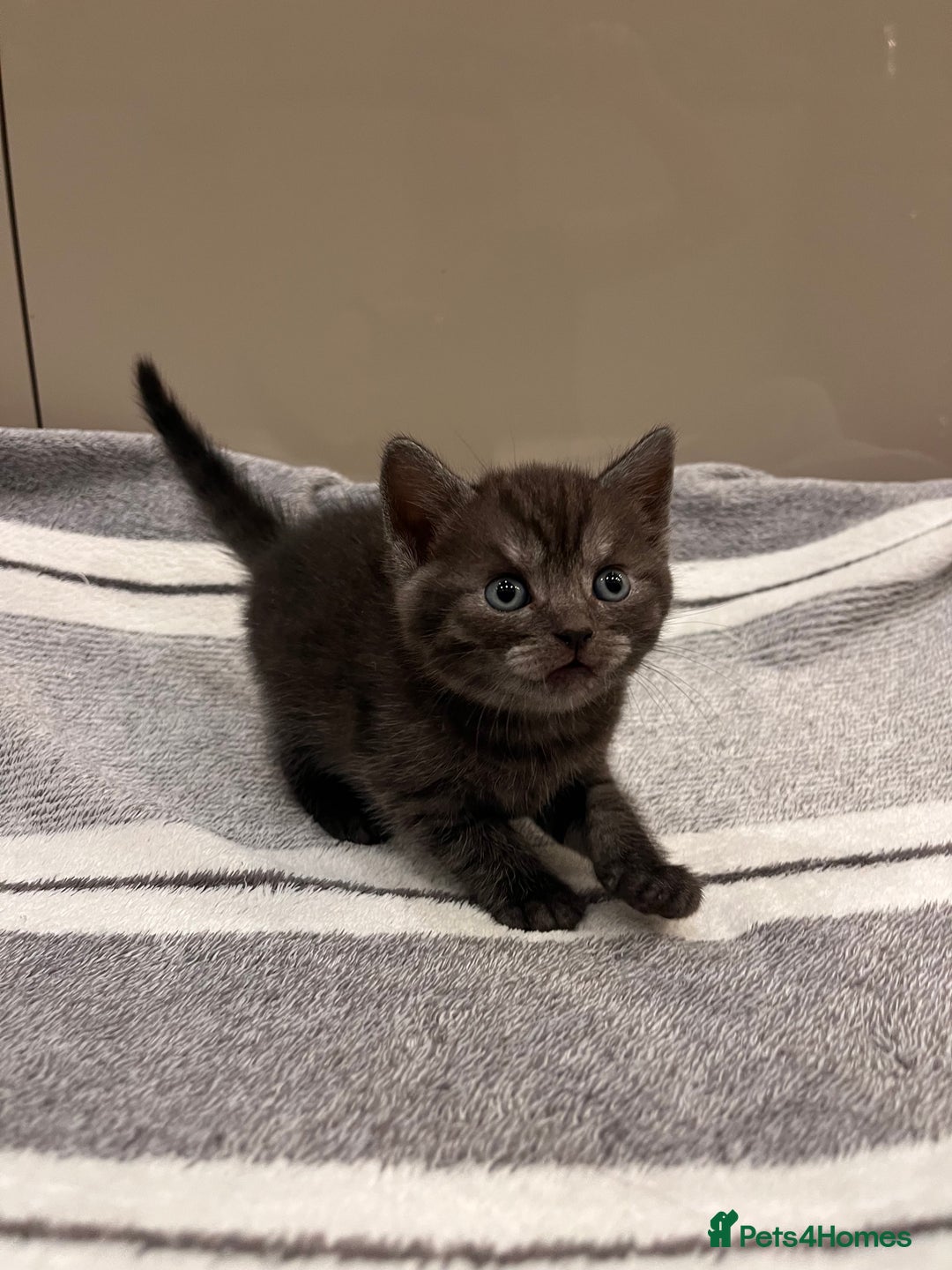 British Shorthair cats for sale: British Shorthair Kittens - Advert 15