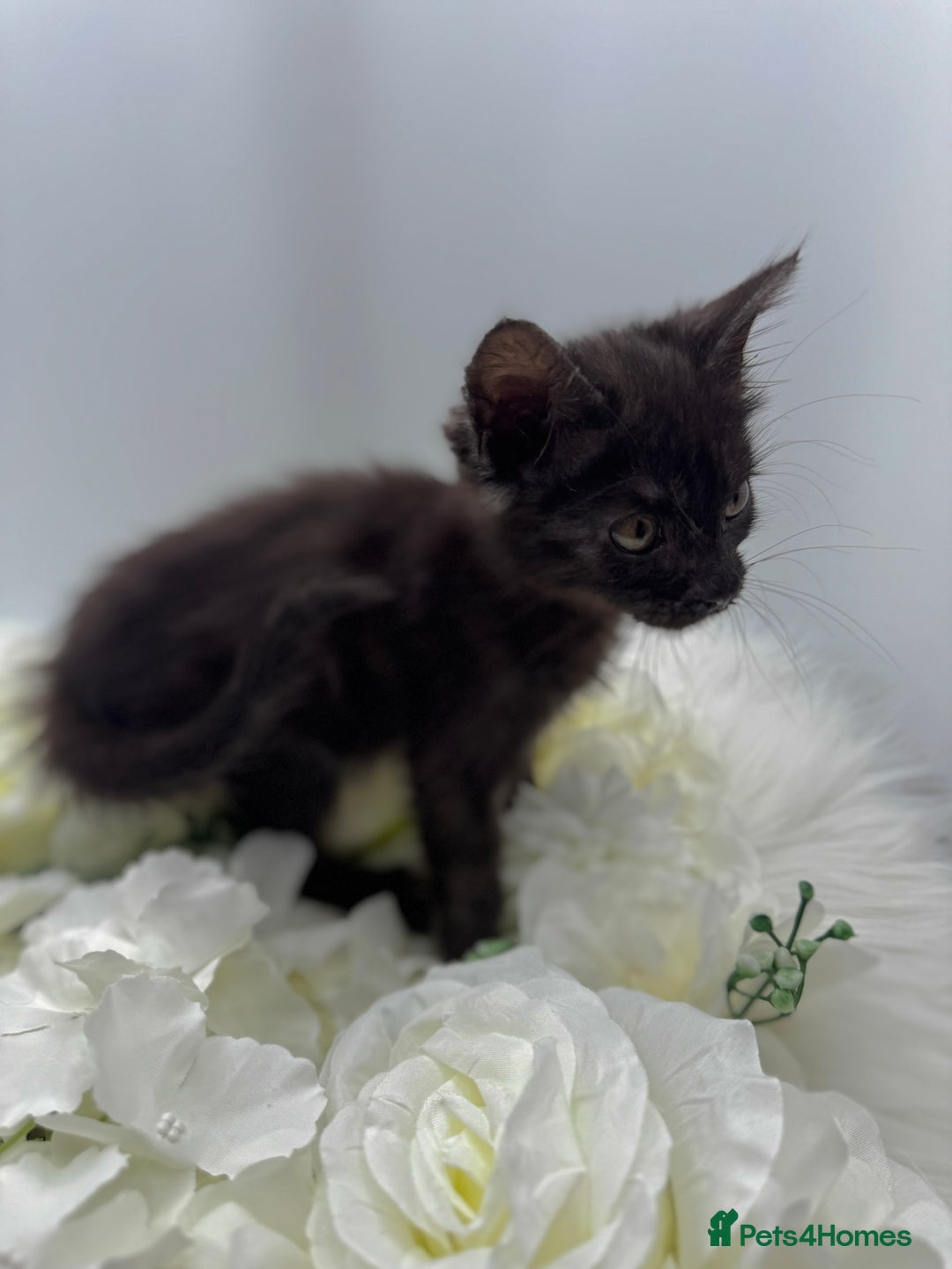 Egyptian Mau cats for sale: Smoke Egyptian MAU x Bengal spotted&marble kittens - Image 17