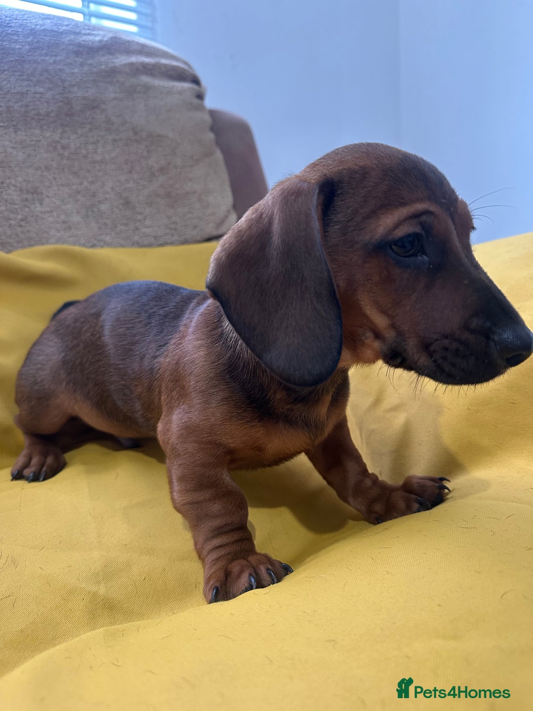 Dachshund dogs for sale: 3 Male Dachshund puppies - Advert 3