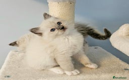 Ragdoll cats for sale: Stunning Ragdoll kittens  - Image 13