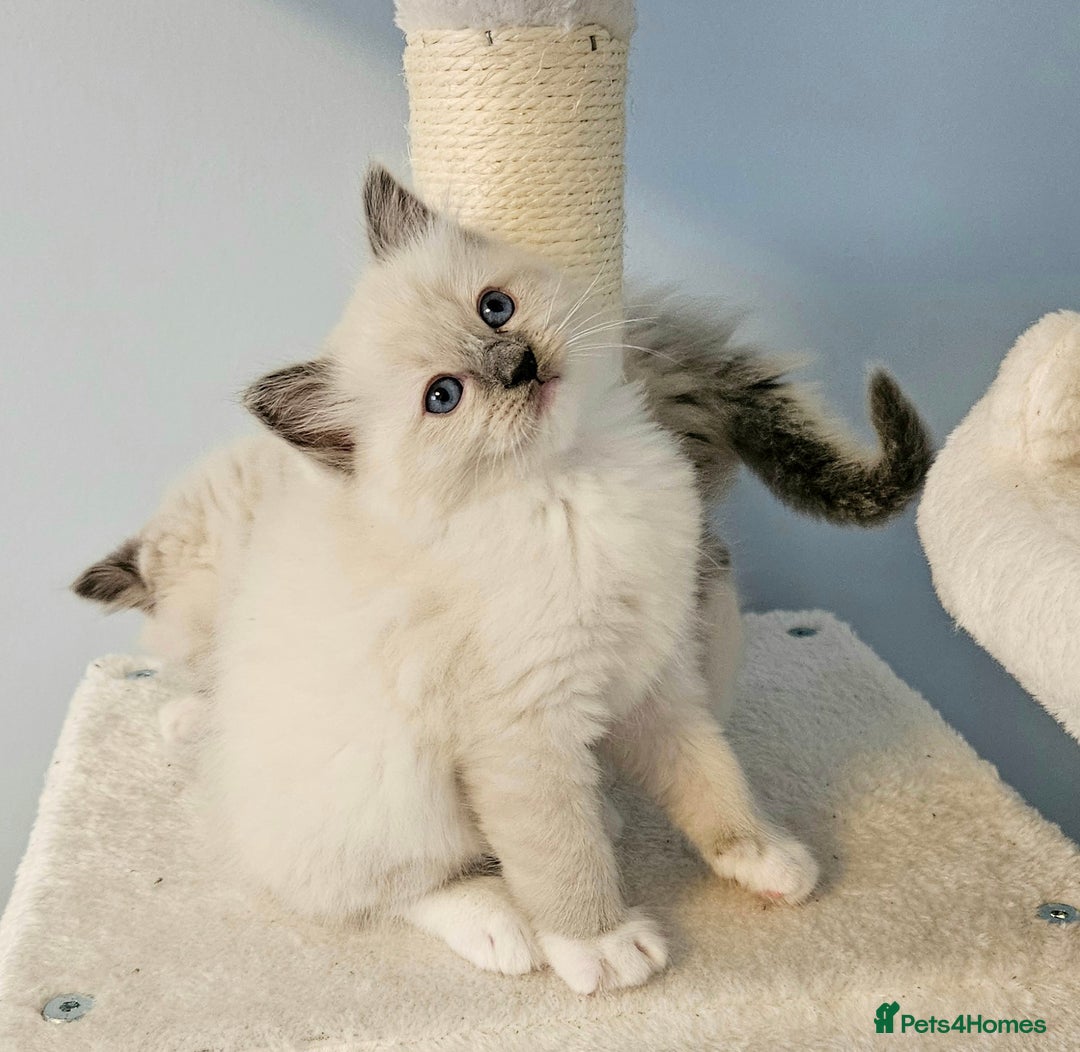 Ragdoll cats for sale: Stunning Ragdoll kittens  - Image 13